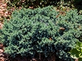 Juniperus squamata Blue Star IMG_0211 Jałowiec łuskowaty